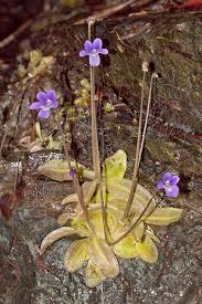 Attēlu rezultāti vaicājumam “Pinguicula vulgaris”