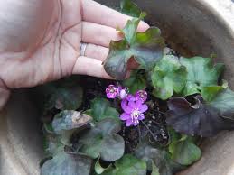 Attēlu rezultāti vaicājumam “Hepatica nobilis flower”