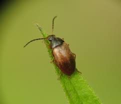 Attēlu rezultāti vaicājumam “Isomira murina”