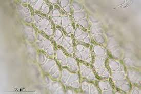 Attēlu rezultāti vaicājumam “Sphagnum teres”