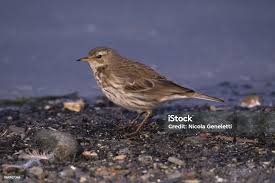 Image result for Anthus spinoletta