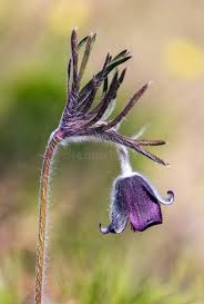 Attēlu rezultāti vaicājumam “Pulsatilla pratensis bud”