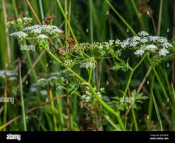 Attēlu rezultāti vaicājumam “Peucedanum palustre leaf”
