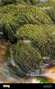 Attēlu rezultāti vaicājumam “Fontinalis antipyretica”