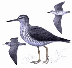 Image result for Tringa brevipes