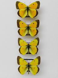 Attēlu rezultāti vaicājumam “Colias croceus underside”