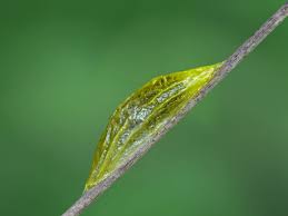 Attēlu rezultāti vaicājumam “Zygaena lonicerae larva”
