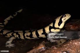 Attēlu rezultāti vaicājumam “Diderma tigrinum young”