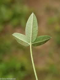 Attēlu rezultāti vaicājumam “Trifolium montanum leaf”