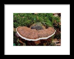 Attēlu rezultāti vaicājumam “Ganoderma applanatum”