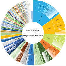 Attēlu rezultāti vaicājumam “Juncus nastanthus”