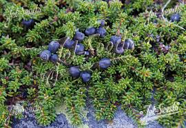 Attēlu rezultāti vaicājumam “Empetraceae”