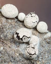 Attēlu rezultāti vaicājumam “Diderma rufostriatum sessile”