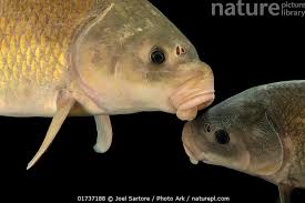 Image result for Ictiobus niger