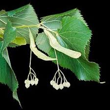 Attēlu rezultāti vaicājumam “Tilia x moltkei”