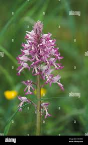 Attēlu rezultāti vaicājumam “Orchis militaris”