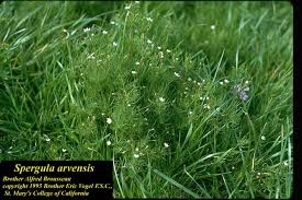 Attēlu rezultāti vaicājumam “Spergula arvensis”