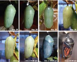 Attēlu rezultāti vaicājumam “Nymphalis pupa”