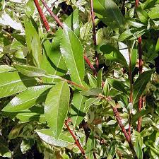 Attēlu rezultāti vaicājumam “Salix daphnoides leaf”