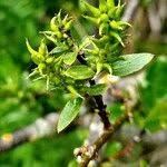 Attēlu rezultāti vaicājumam “Salix myrsinifolia”