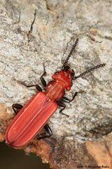 Attēlu rezultāti vaicājumam “Cucujus cinnaberinus”