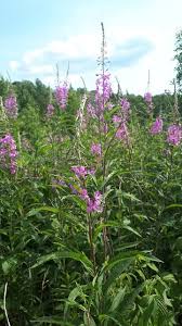 Attēlu rezultāti vaicājumam “Epilobium angustifolium”