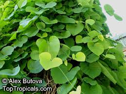 Attēlu rezultāti vaicājumam “Aristolochia durior”