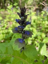 Attēlu rezultāti vaicājumam “Ajuga genevensis”