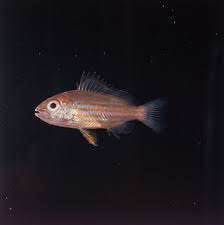 Image result for Lutjanus alexandrei