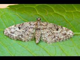 Attēlu rezultāti vaicājumam “Eupithecia tantillaria”