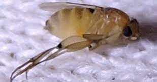 Attēlu rezultāti vaicājumam “Phoridae”