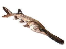 Image result for Polyodon spathula