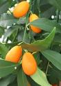 Kumquat Trees - Meiwa, LimeQuat