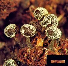 Attēlu rezultāti vaicājumam “Didymium melanospermum macro”