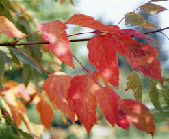 Attēlu rezultāti vaicājumam “Acer negundo leaf”
