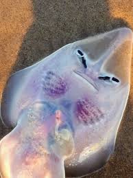 Image result for Glaucostegus cemiculus