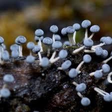 Attēlu rezultāti vaicājumam “Didymium minus spores”