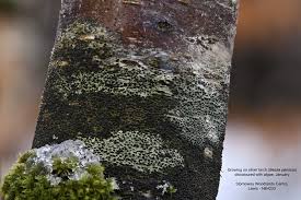 Attēlu rezultāti vaicājumam “Lecidella elaeochroma”