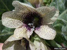 Attēlu rezultāti vaicājumam “Hyoscyamus niger”