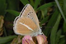 Attēlu rezultāti vaicājumam “Agrodiaetus damon”