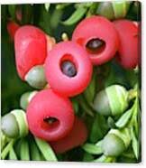 Attēlu rezultāti vaicājumam “Taxus baccata fruit”