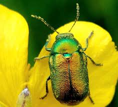 Attēlu rezultāti vaicājumam “Cryptocephalus aureolus, Cryptocephalus sericeus”