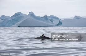 Image result for Balaenoptera bonaerensis