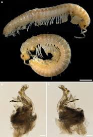 Attēlu rezultāti vaicājumam “Ommatoiulus vilnensis”