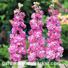 Image result for Levkoje