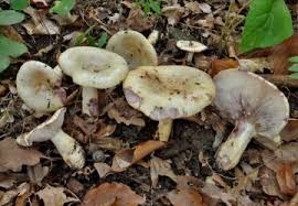 Attēlu rezultāti vaicājumam “Lactarius lygniotus”