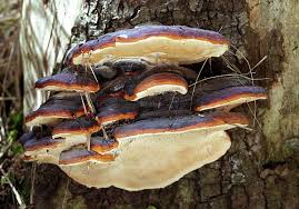 Attēlu rezultāti vaicājumam “Fomitopsis pinicola”