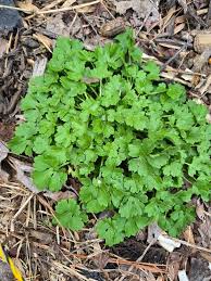 Attēlu rezultāti vaicājumam “Ranunculus cassubicus leaf”