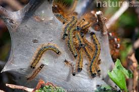 Attēlu rezultāti vaicājumam “Malacosoma neustria larva”