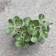 Image result for Aichryson